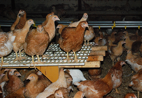 Läs mer om artikeln Spännande kycklingbesök för Bjärefågel