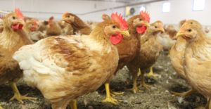 Läs mer om artikeln Mycket bättre fothälsa med vår långsamt växande kyckling