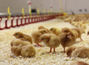 Läs mer om artikeln Nya kycklingar i Bjärefågels stall