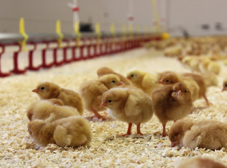 Läs mer om artikeln Nya kycklingar i Bjärefågels stall
