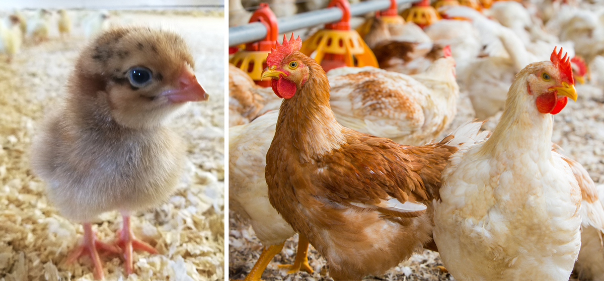 You are currently viewing Bjärefågel och Foodchain by Blockchain utvecklar plattform för spårbarhet i kycklingproduktion
