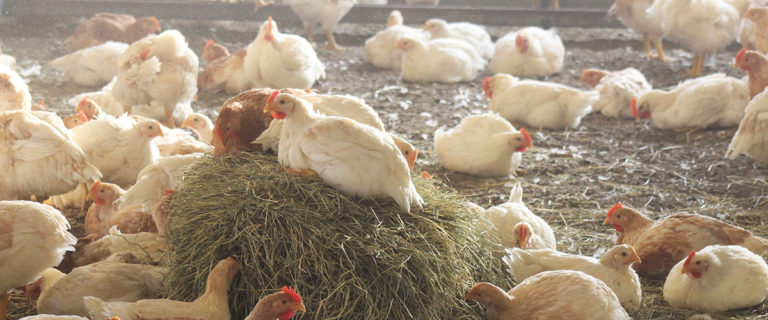 Read more about the article Slowgrowing chicken