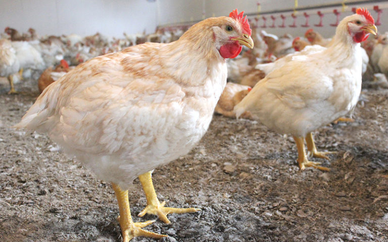 Read more about the article Organic chicken? No thanks!