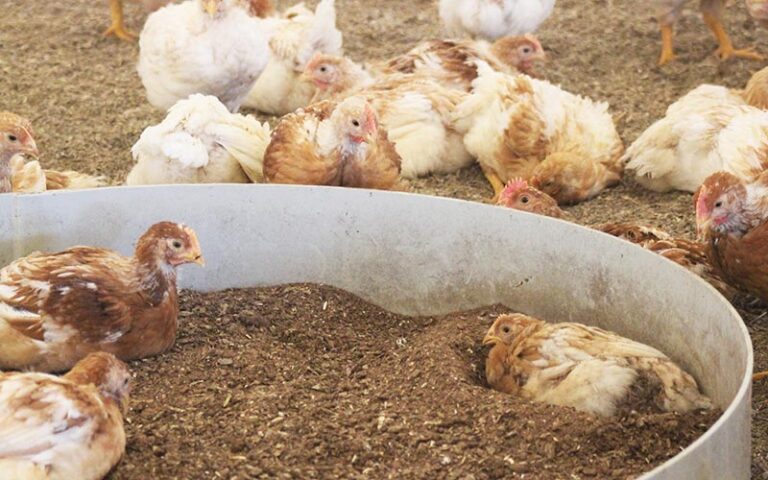 Kycklingar som badar i torv